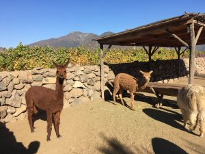 chilean llamas