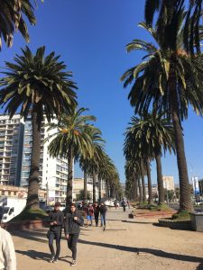 palm trees vina del mar