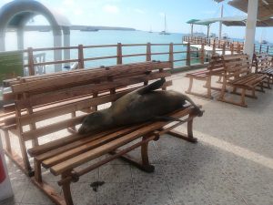 sleepy sea lion