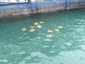 sting rays galapagos