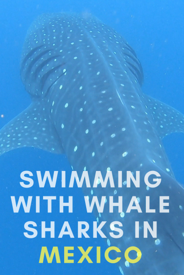 Swimming with Whale Sharks in Isla Mujeres · Gypsy Sols